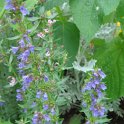 Hyssopus officinalis fleur